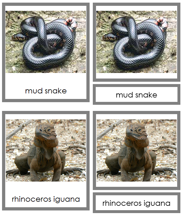 Class Reptilia (reptiles) Cards - Animal Kingdom - Montessori Print Shop