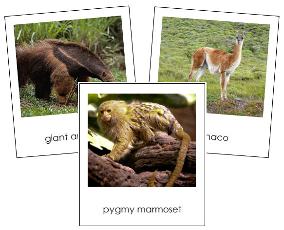 South American Animals - Montessori Continent Cards