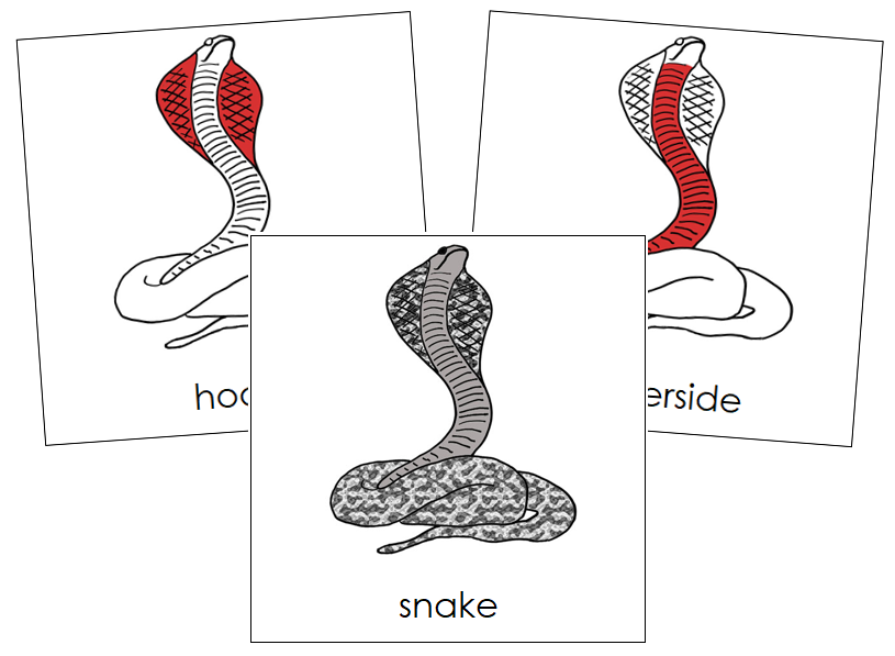 Snake Nomenclature Cards (red) - Montessori Print Shop