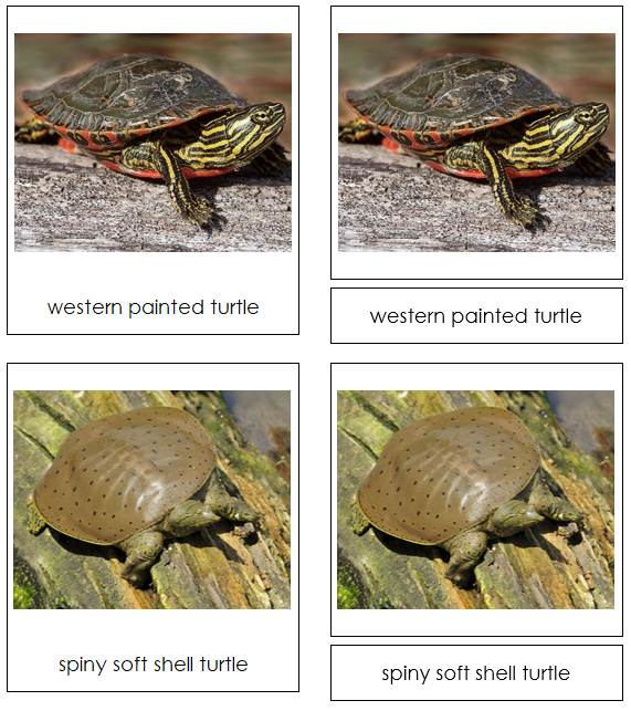 Turtle 3-Part Cards - Montessori Print Shop