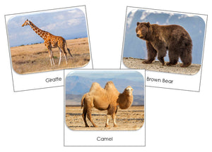 Wild Safari Toob Cards - Montessori Print Shop
