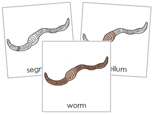 Worm Nomenclature Cards - Montessori Print Shop