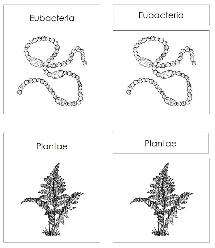 Six Kingdoms of Life Charts & Cards Blackline Masters - Montessori Print Shop Digital Download
