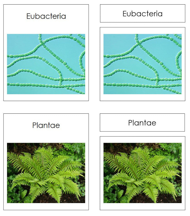 Six Kingdoms of Life Charts & Cards - Montessori Print Shop Digital Download