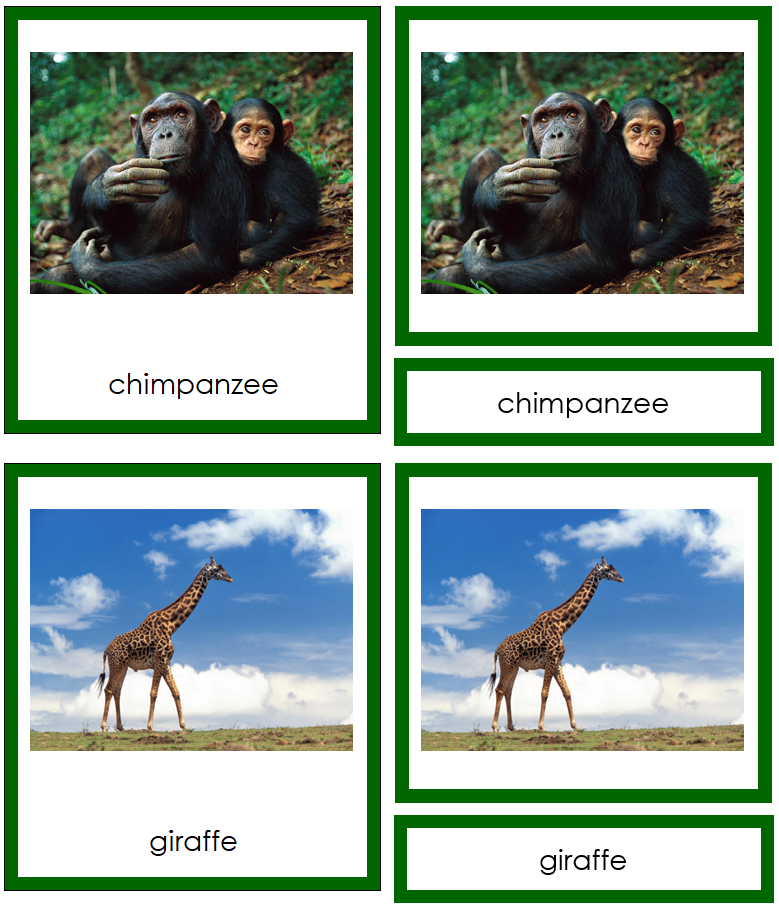 Animals of Africa Cards (color-coded) - Montessori Print Shop