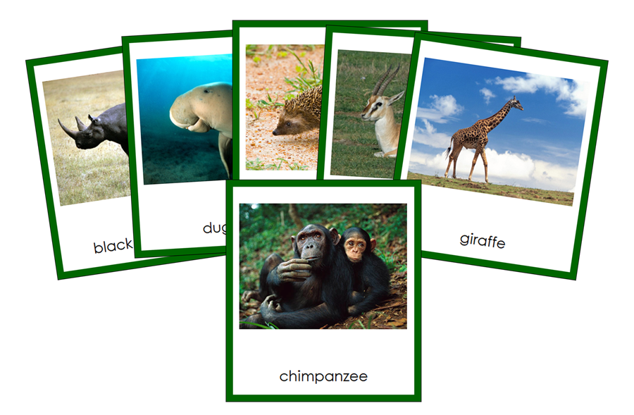 Animals of Africa Cards (color-coded) - Montessori Print Shop