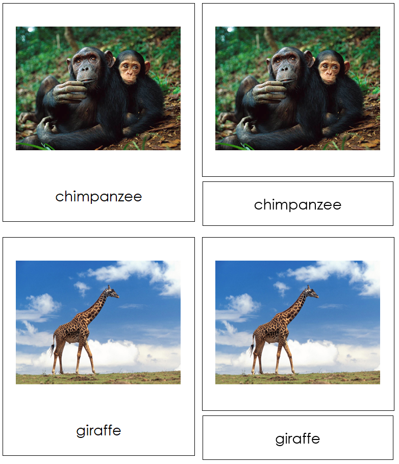 Animals of Africa 3-Part Cards - Montessori Print Shop