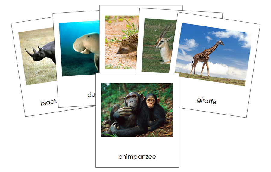 World Animals Bundle - Montessori Print Shop Digital Download