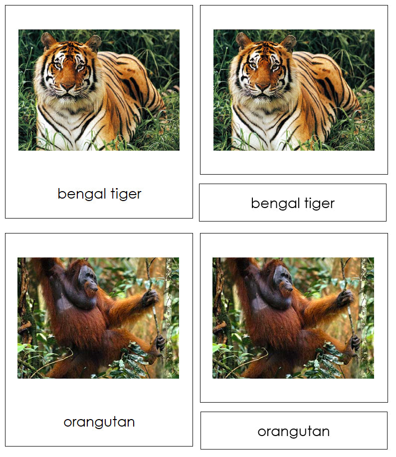 Animals of Asia 3-Part Cards by Montessori Print Shop