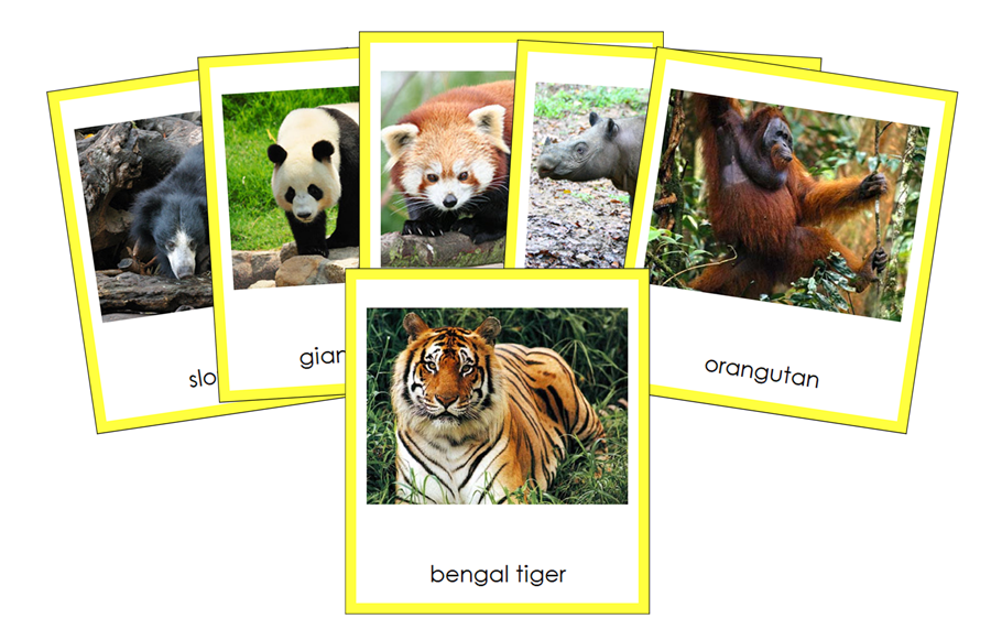 Animals of Asia 3-Part Cards (color-coded) by Montessori Print Shop