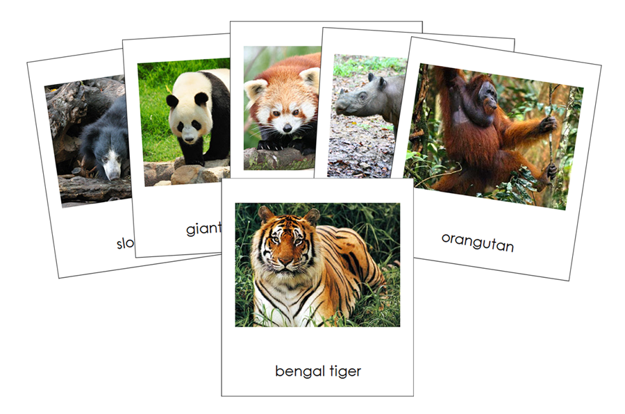 Animals of Asia 3-Part Cards by Montessori Print Shop