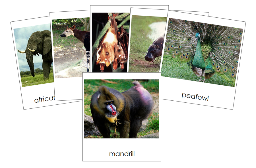 African Rainforest Animals 3-part cards - Montessori Print Shop