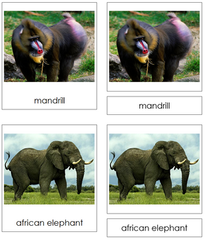 African Rainforest Animals 3-part cards - Montessori Classified Cards - Montessori Print Shop