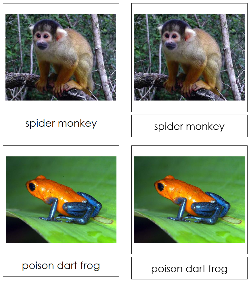 Amazon Rainforest Animals 3-Part Cards by Montessori Print Shop