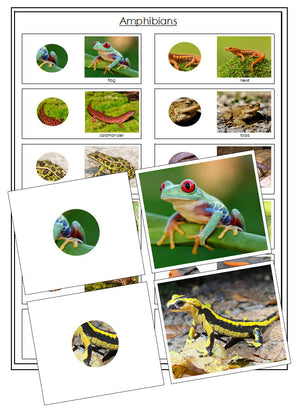 Amphibians - Part To Whole Matching Cards - Montessori Print Shop