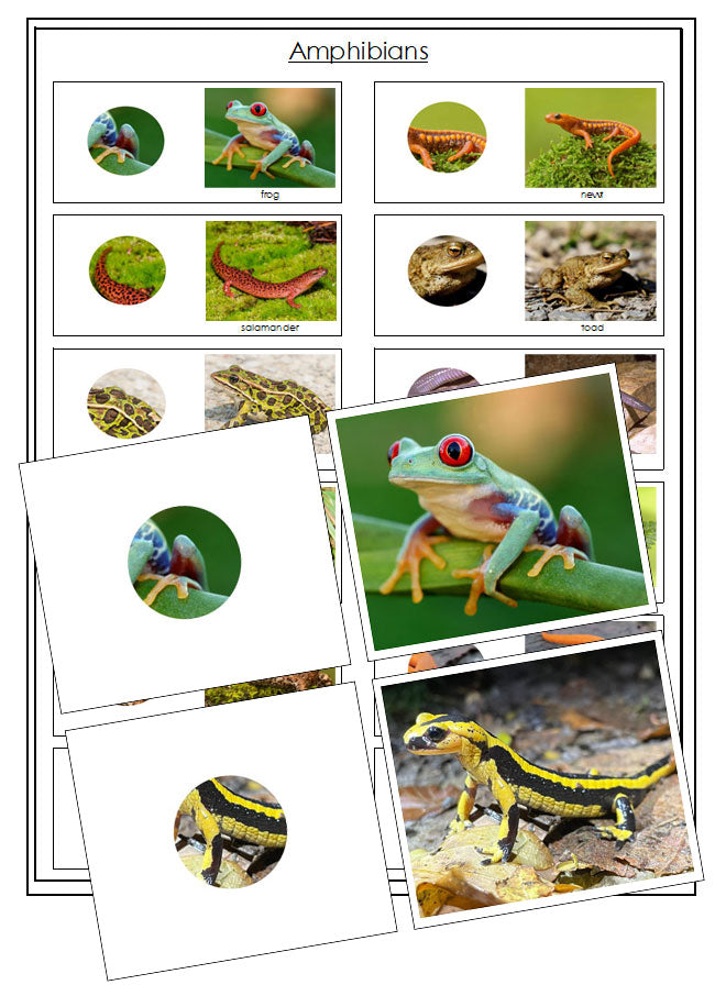 Amphibians - Part To Whole Matching Cards - Montessori Print Shop