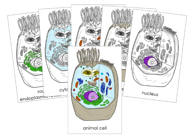 Parts of an Animal Cell 3-Part Nomenclature Cards by Montessori Print Shop