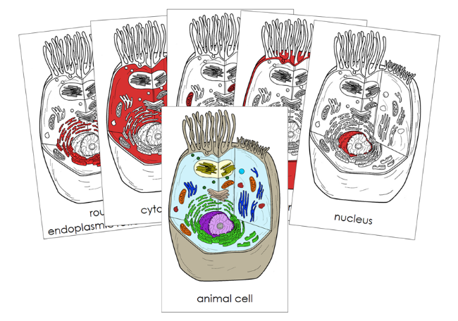 Parts of an Animal Cell Nomenclature Cards (red) - Montessori Print Shop Digital Download