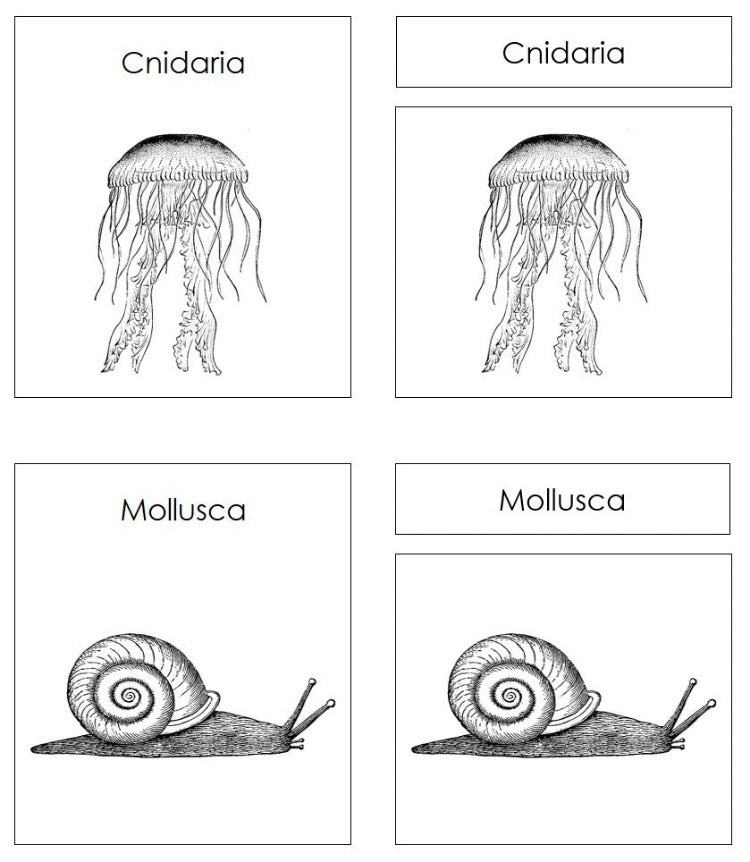 Animal Kingdom Charts & Cards Blackline Masters - Montessori Print Shop Digital Download