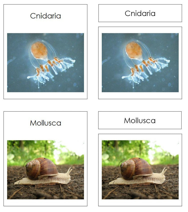 Animal Kingdom Charts & Cards - Montessori Print Shop Digital Download