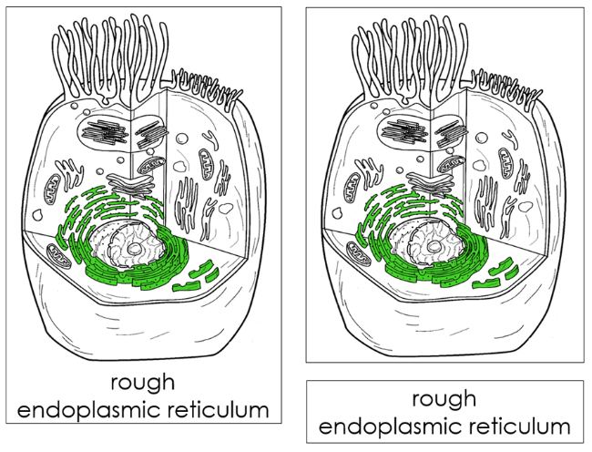 Parts of an Animal Cell 3-Part Nomenclature Cards by Montessori Print Shop