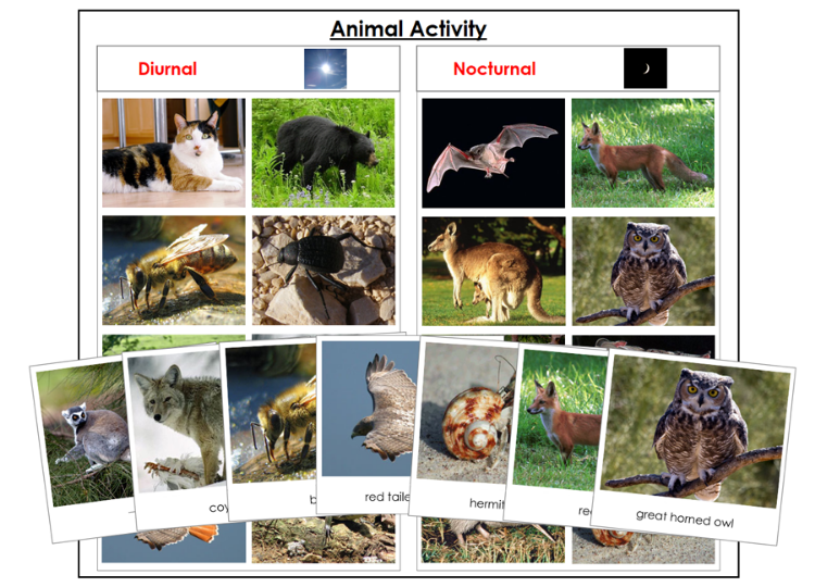 Animal Activity: Nocturnal or Diurnal Animal Sorting - Montessori Print Shop Digital Download zoology materials