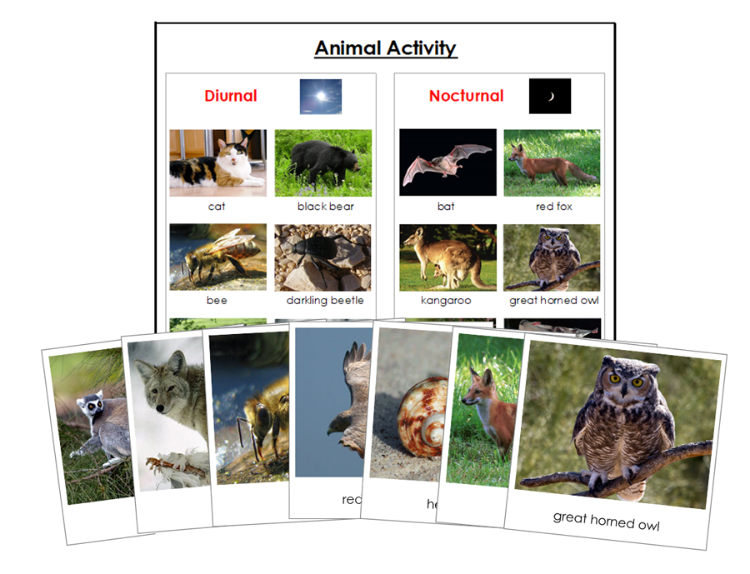 Animal Activity: Nocturnal or Diurnal Animal Sorting - Montessori Print Shop Digital Download zoology materials