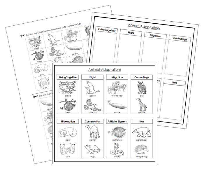 Animal Adaptations Sorting Cut & Paste Activity (Blackline Masters) - Montessori Print Shop Digital Download 