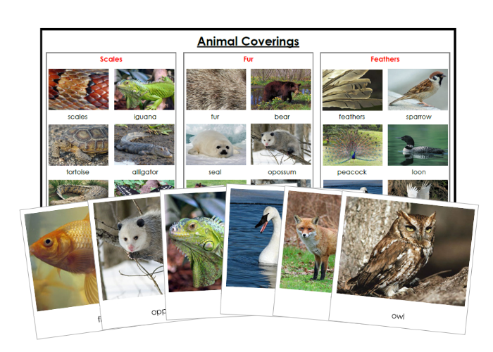 Animal Coverings (Scales, Feathers, Fur) - Montessori Print Shop Digital Download zoology materials