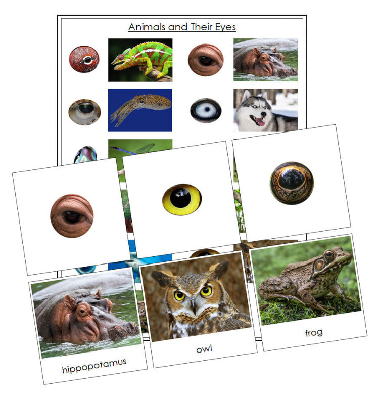 Printable Animals and  Their Eyes Matching Cards - Montessori Print Shop Digital Download