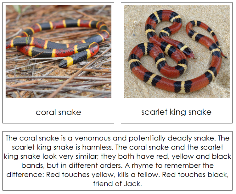 Animal Mimicry Sorting Lesson - Montessori Print Shop Digital Download