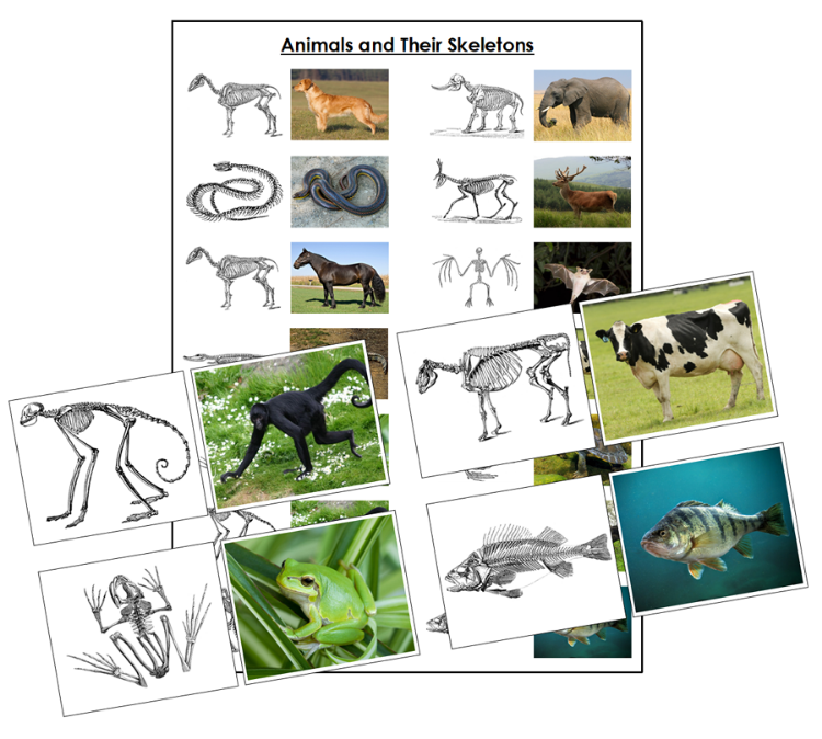 Animals And Their Skeletons Matching Game - Printable Montessori Science Cards