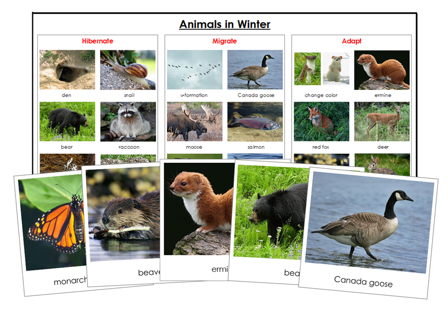 Animals In Winter Sorting Lesson - Montessori Print Shop Digital Download zoology materials