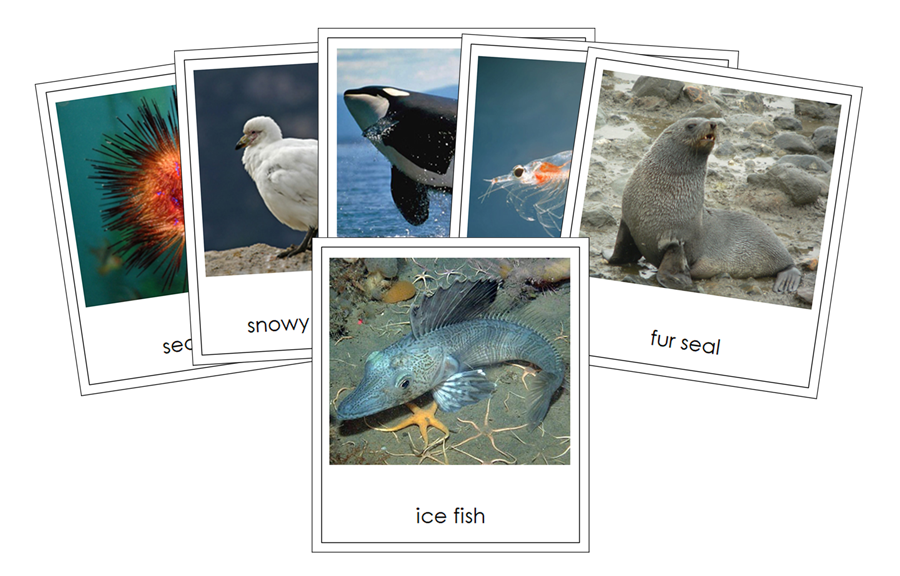 Animals of Antarctica 3-Part Cards (color-coded) by Montessori Print Shop