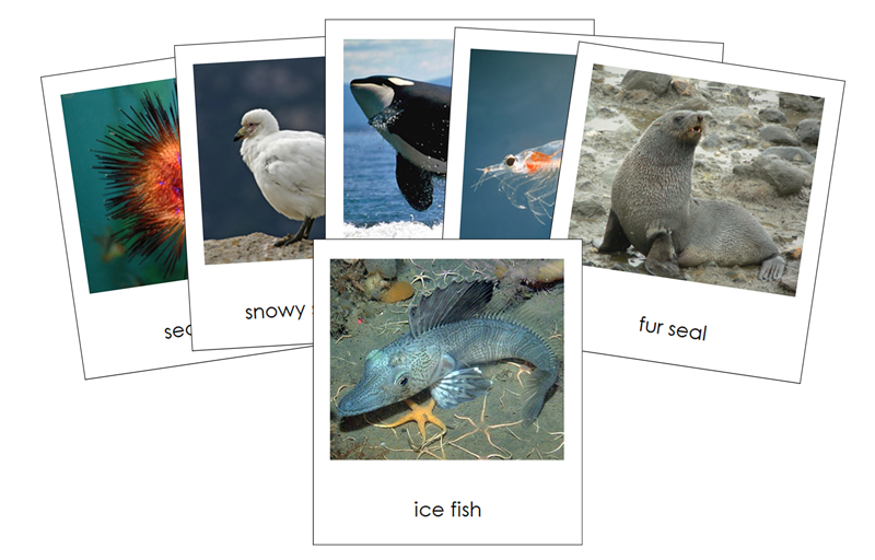 Animals of Antarctica 3-Part Cards by Montessori Print Shop