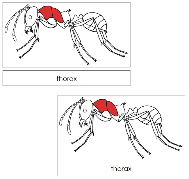 Parts of an Ant Nomenclature 3-Part Cards (red) and Blackline Master by Montessori Print Shop
