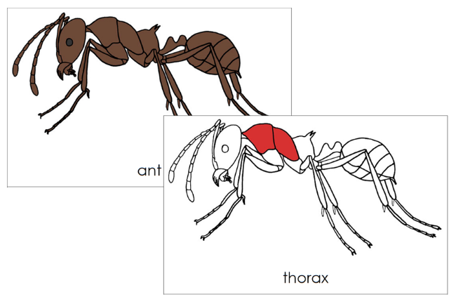 Parts of an Ant Nomenclature 3-Part Cards (red) and Blackline Master by Montessori Print Shop
