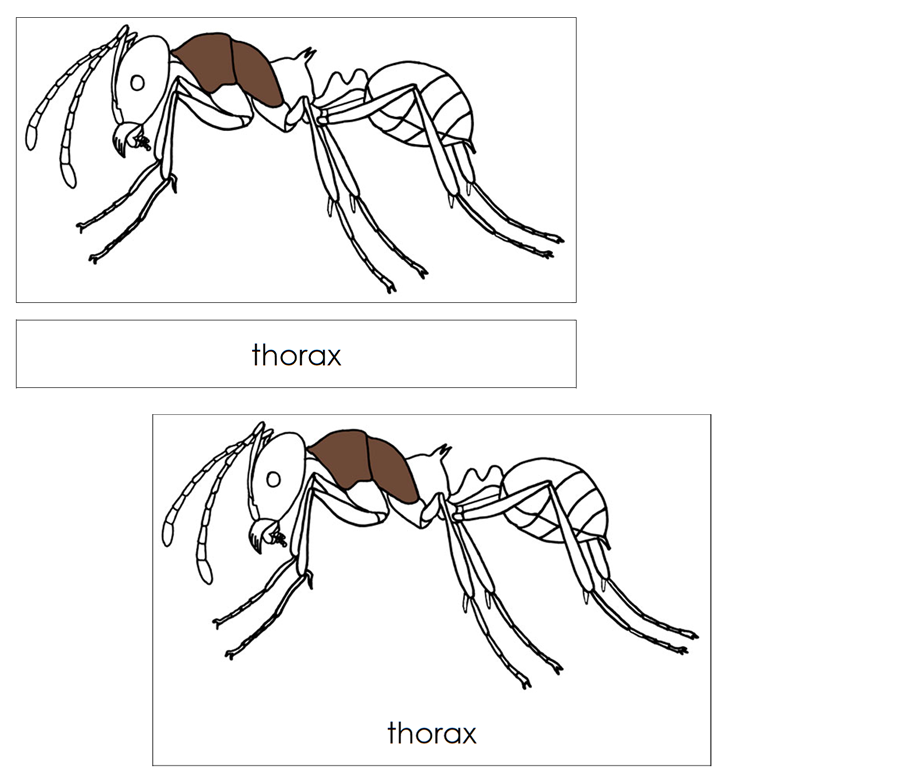 Parts of an Ant Nomenclature 3-Part Cards and Blackline Master by Montessori Print Shop