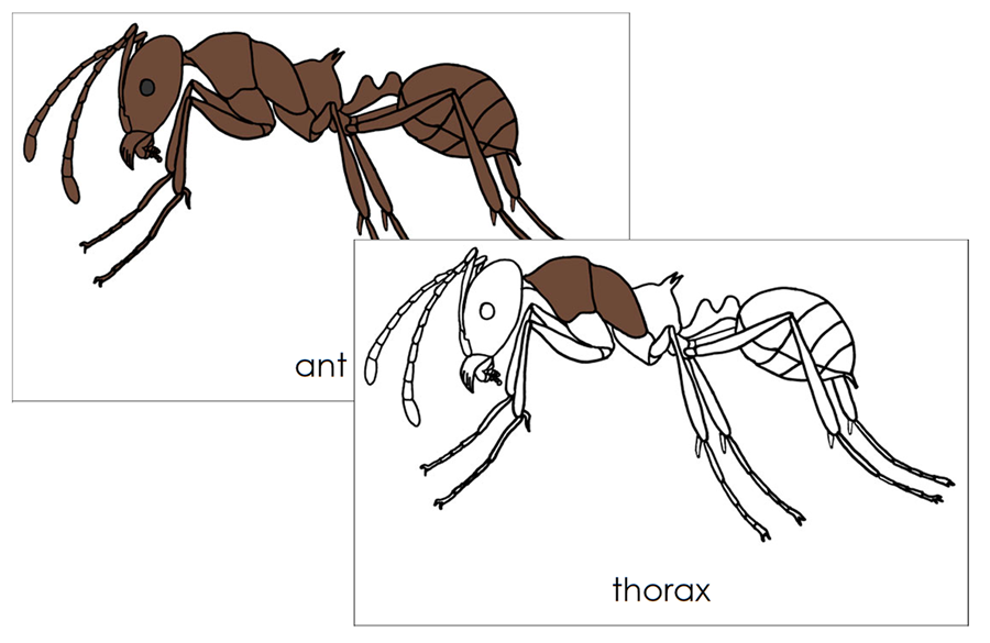 Parts of an Ant Nomenclature 3-Part Cards and Blackline Master by Montessori Print Shop