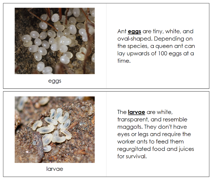 The Ant Life Cycle Nomenclature Book - Montessori Print Shop Digital Download