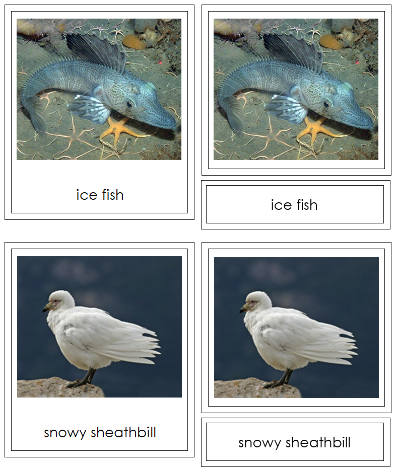 Animals of Antarctica 3-Part Cards (color-coded) by Montessori Print Shop