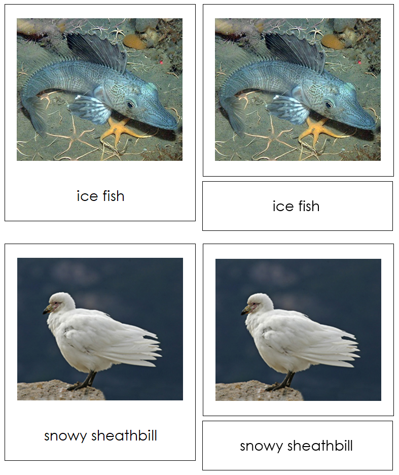 Animals of Antarctica 3-Part Cards by Montessori Print Shop