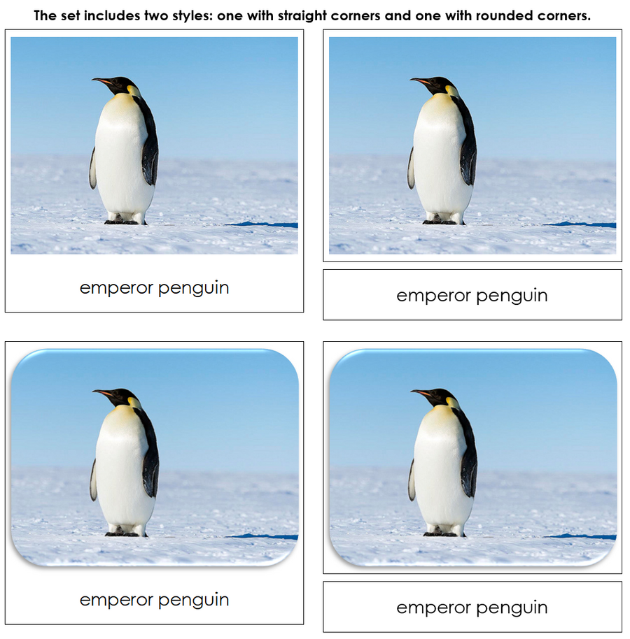 Antarctica Safari TOOB Cards - Montessori Print Shop