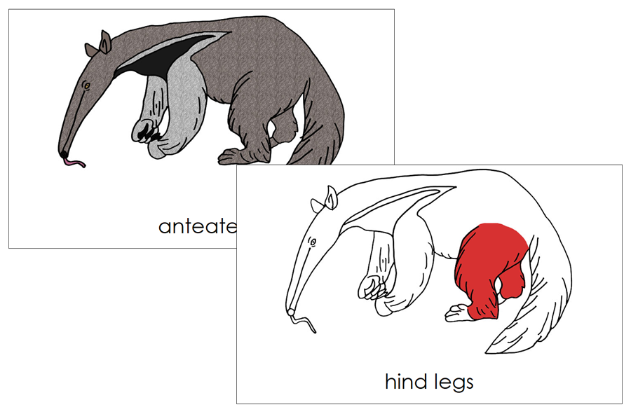 Anteater Nomenclature 3-Part Cards (red) and Blackline Master by Montessori Print Shop