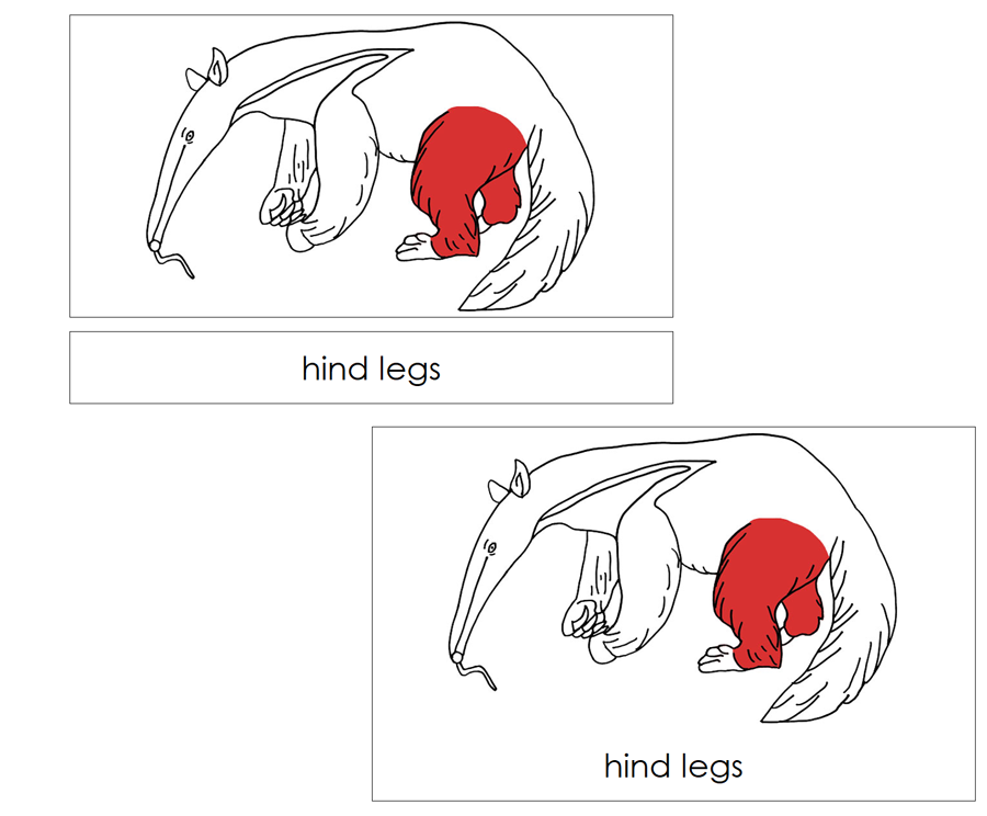 Anteater Nomenclature 3-Part Cards (red) and Blackline Master by Montessori Print Shop