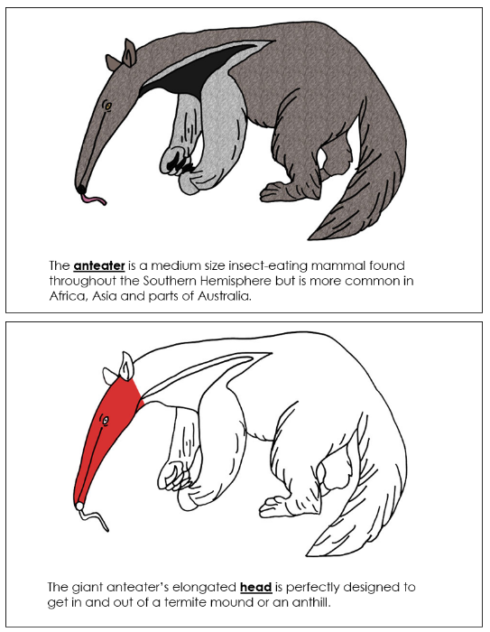 Parts of an Anteater Nomenclature Book (red) - Montessori Print Shop Digital Download
