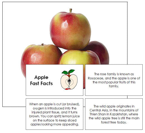 Apple Fact File Apple Fast Fact Cards - Montessori Print Shop