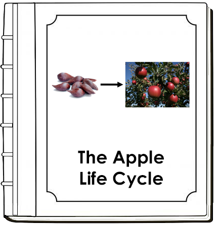 Apple Life Cycle Book (Toddler) - Montessori Print Shop Digital Download