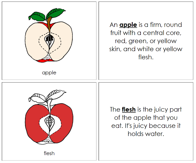 Parts of an Apple Nomenclature Book (red) - Montessori Print Shop Digital Download