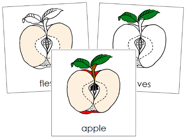 Apple Nomenclature 3-Part Cards & Blackline Master - Montessori Print Shop Digital Download